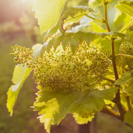 Fattoria Le Vegre Farmház *