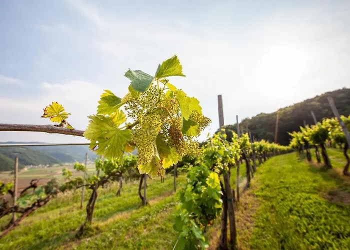 Fattoria Le Vegre 팜스테이 *